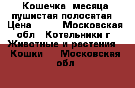 Кошечка 3месяца пушистая полосатая › Цена ­ 100 - Московская обл., Котельники г. Животные и растения » Кошки   . Московская обл.